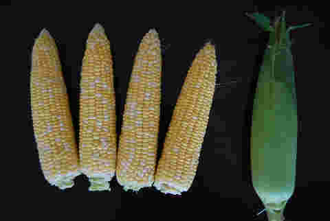 敦煌種業自主研發兩個新品種通過省級專家鑒定