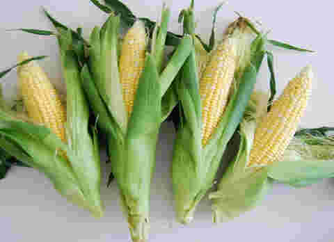 敦煌種業自主研發兩個新品種通過省級專家鑒定