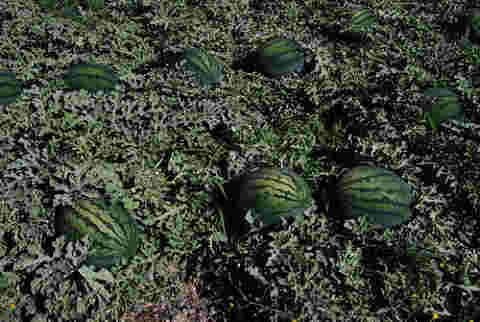 敦煌種業自主研發兩個新品種通過省級專家鑒定